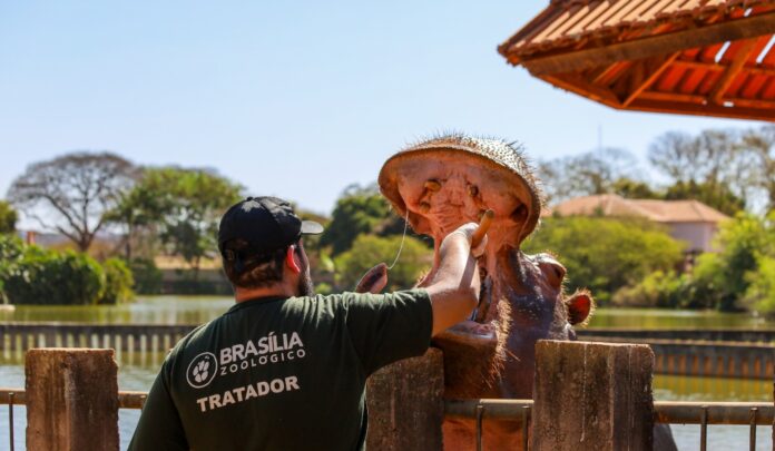 Zoológico de Brasília abre seleção para voluntários sociais e profissionais