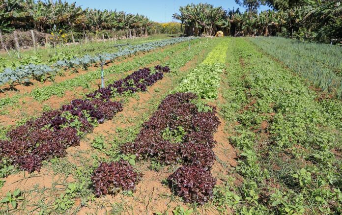 Agricultores de baixa renda contam com apoio técnico do GDF