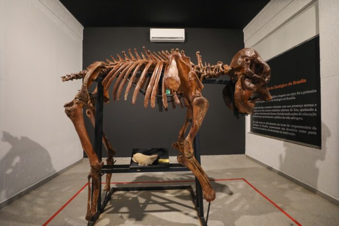 Museu de Ciências Naturais do Zoológico de Brasília é reaberto após reforma