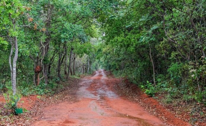 GDF investe R$ 16,8 milhões em ações ambientais durante o mês do meio ambiente