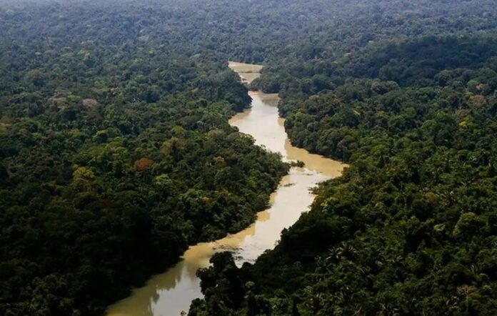 Mercado financeiro abre espaço às iniciativas que preservam a floresta