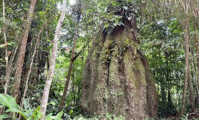 Amazonas ganha quatro reservas de desenvolvimento sustentável