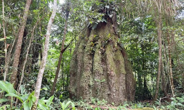 Mercado de carbono moderniza conservação florestal