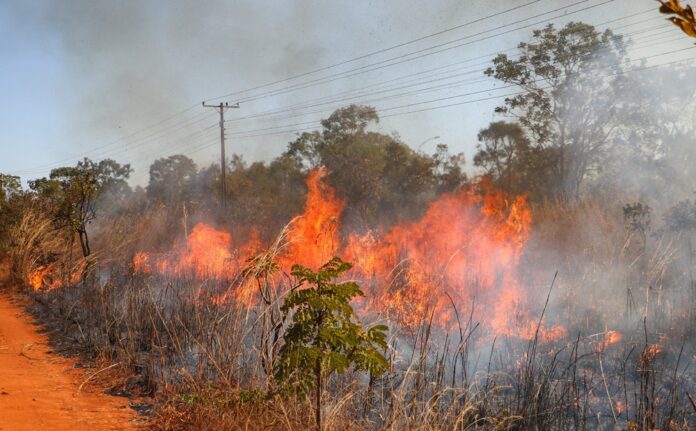 Saiba como agir caso um incêndio florestal se aproxime de residência