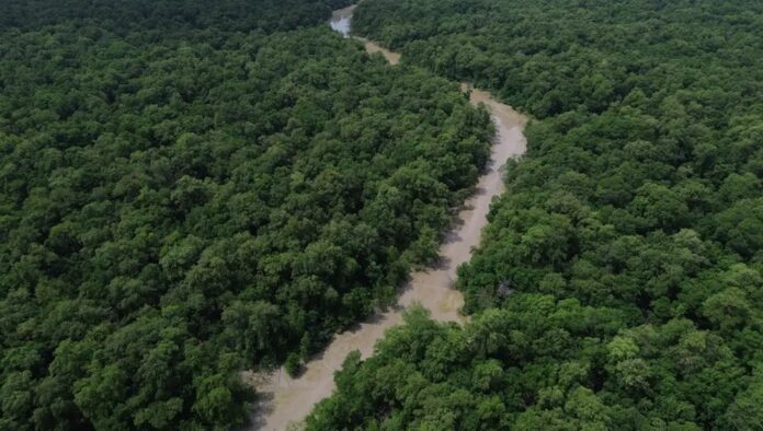 Desmatamento cai 41,8% na Amazônia e 23,8% no Cerrado em um ano